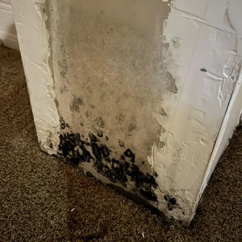 Professional Mold Removal in Gardner, KS